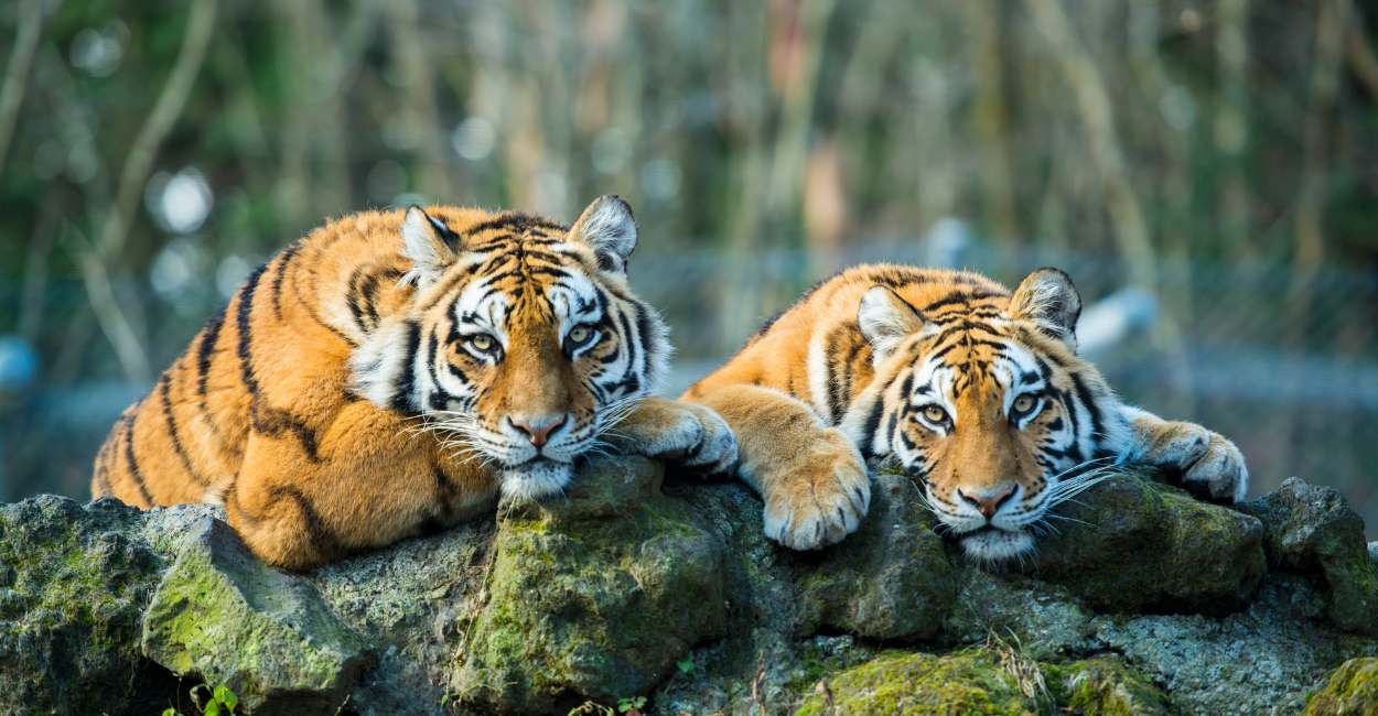 Significado de Soñar con Tigre Amigable – 10 Tipos y sus Significados