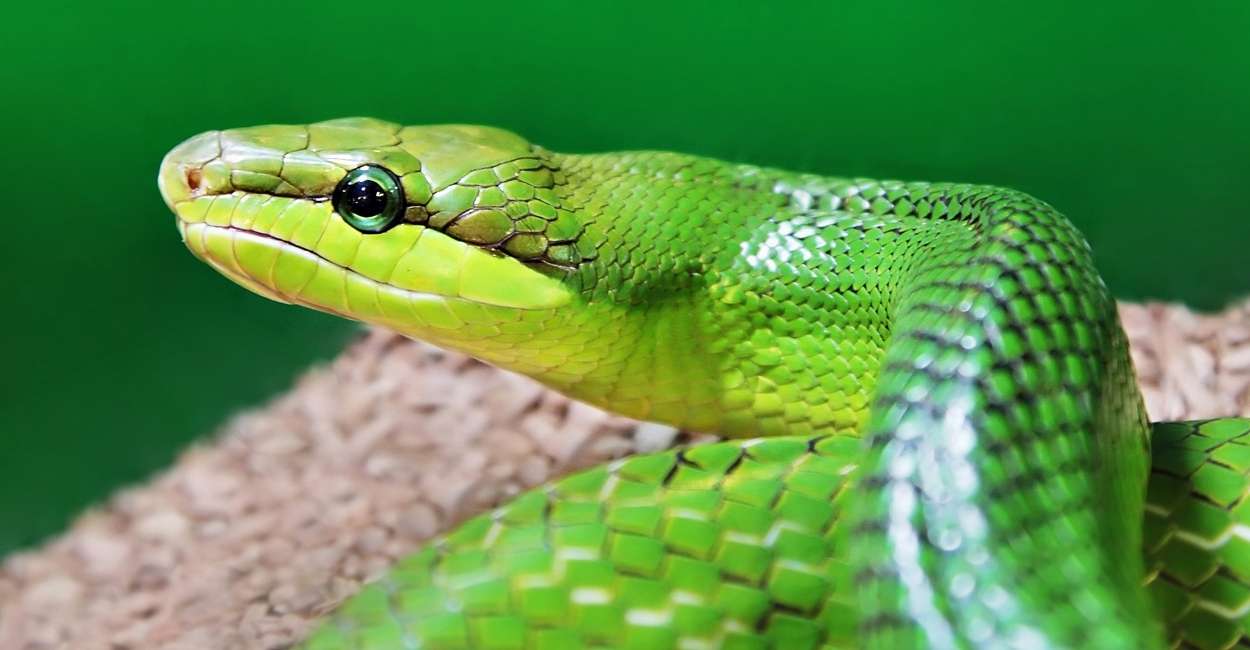 Serpiente Verde en Soñar - 35 Tipos e Interpretaciones