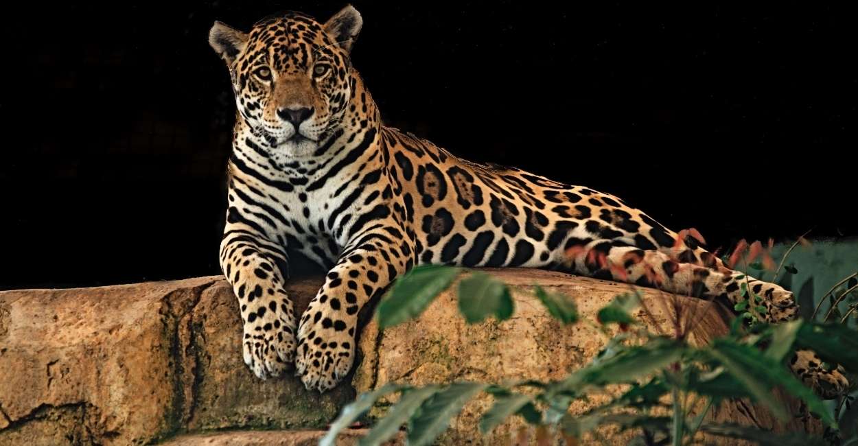 Jaguar in Dream - Explorando varios escenarios e interpretaciones