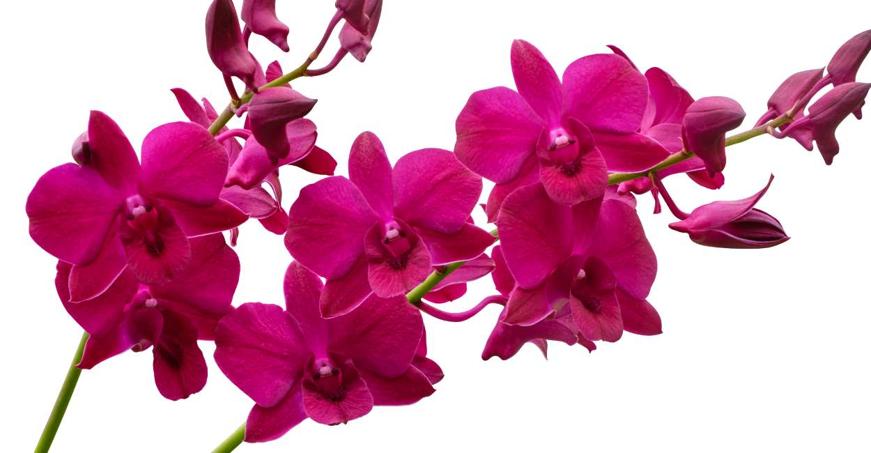 Significado de Soñar con Orquídea - 67 Tipos con Significados