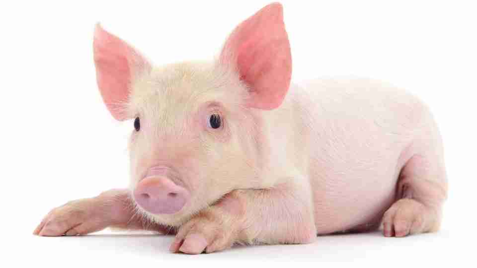Pig In Dream: ¿simboliza siempre la suciedad y la insalubridad?