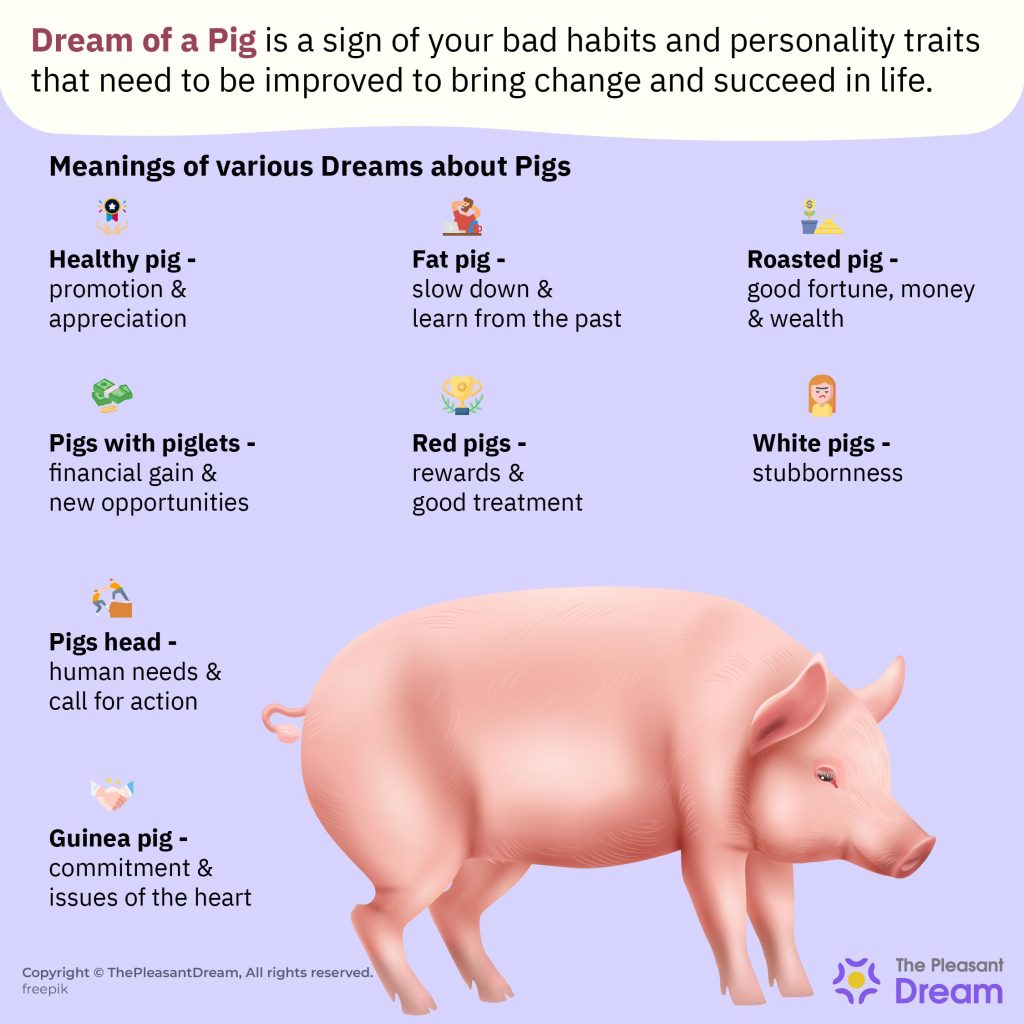 Pig In Dream: ¿simboliza siempre la suciedad y la insalubridad?