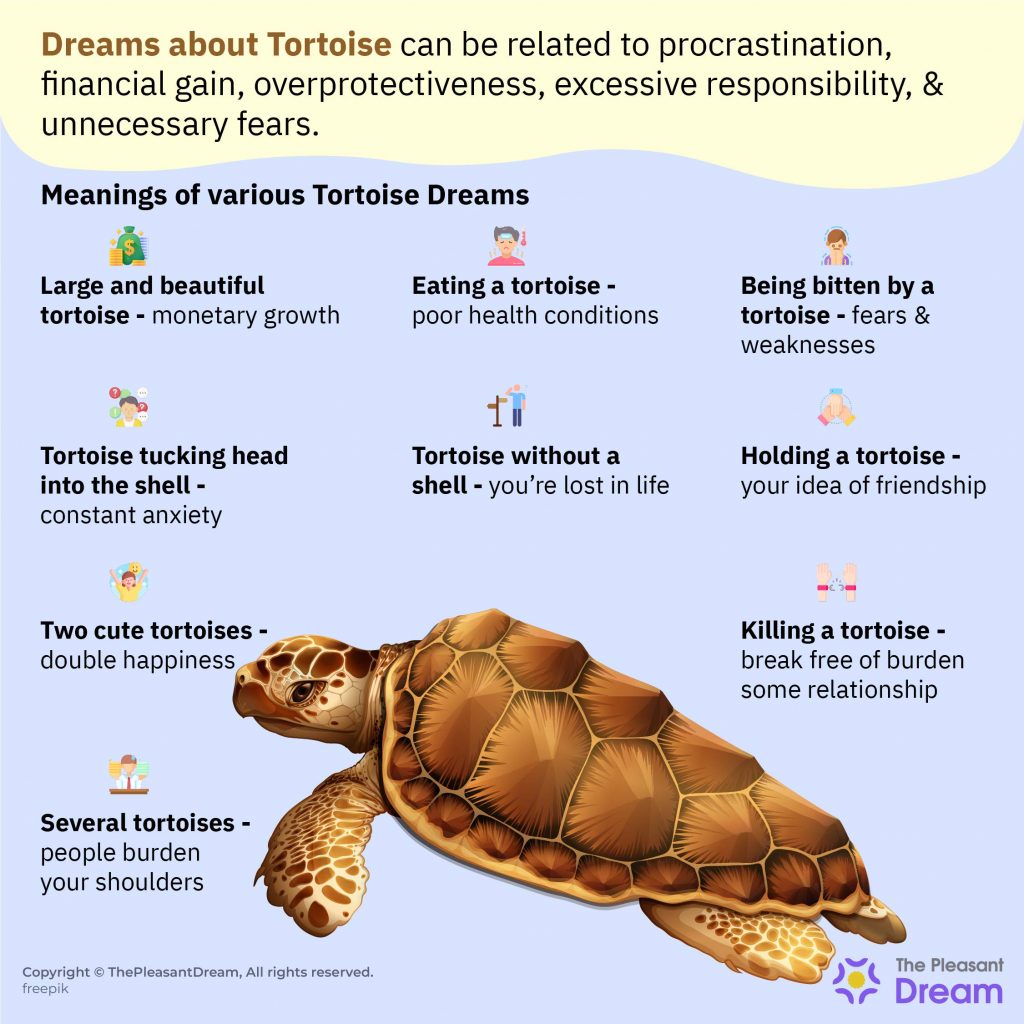 Significado de Soñar con Tortuga – 35 Tipos y sus Interpretaciones