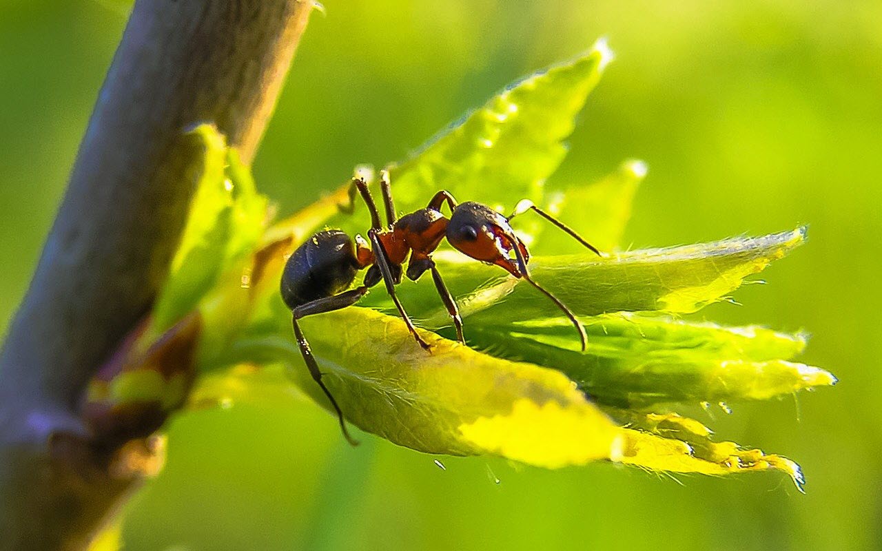 Significado e InterpretaciÃ³n de SoÃ±ar con Hormigas