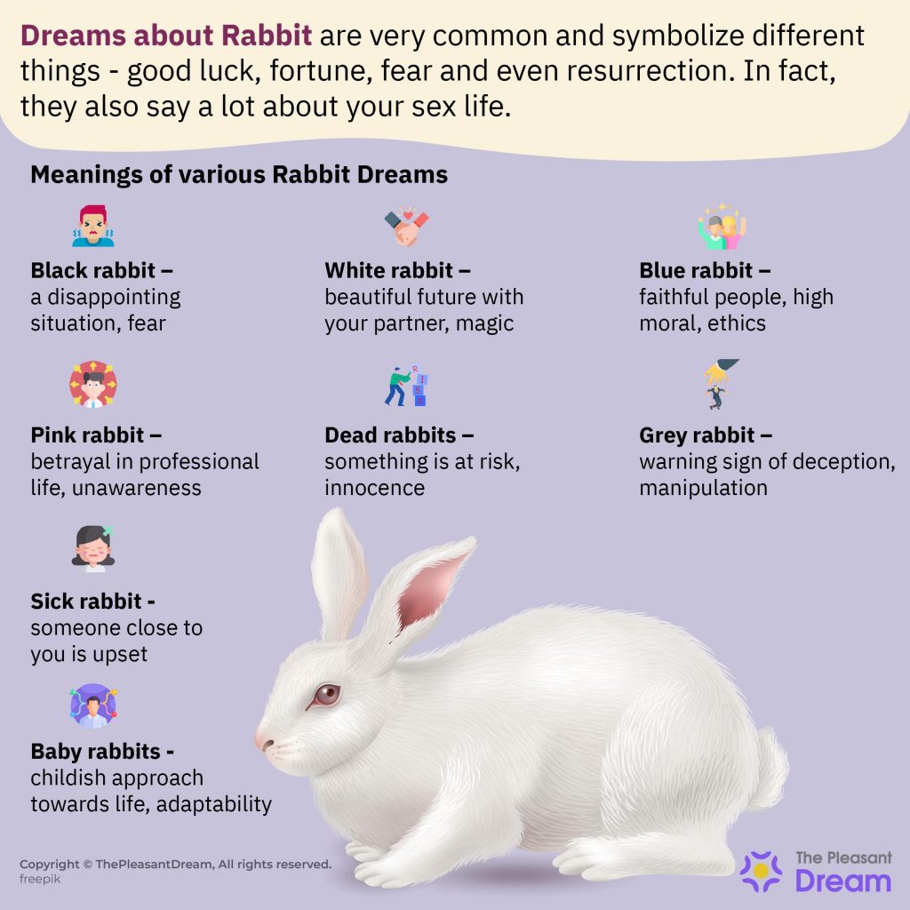 Soñando con conejos: ¿planea adoptar a la linda criatura?