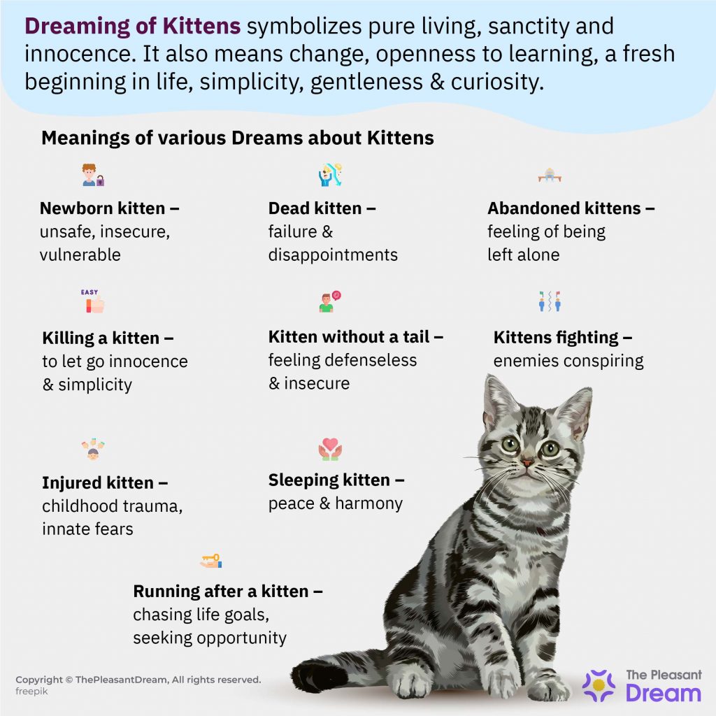 Soñar con Gatitos - ¿Significa Santidad e Inocencia?