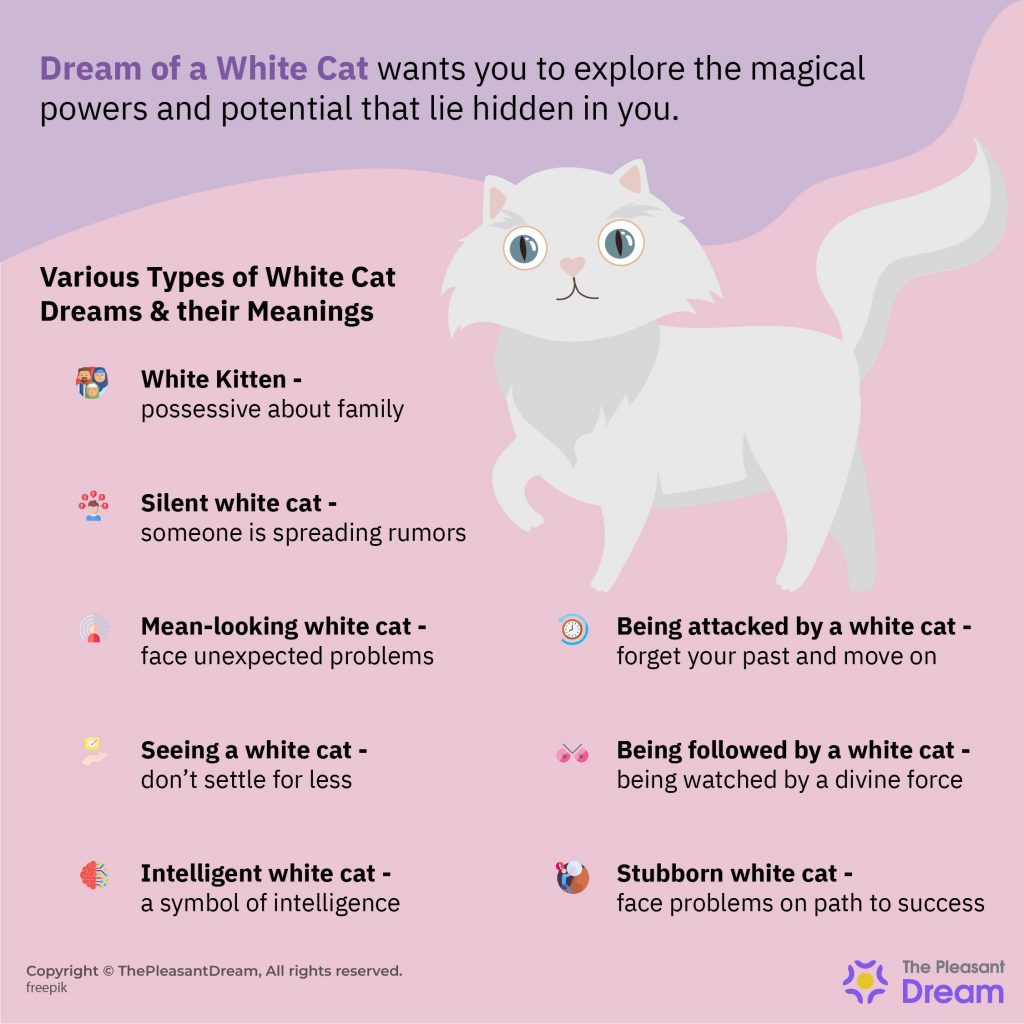 Sueño de Gato Blanco – 40 Tipos y sus Interpretaciones