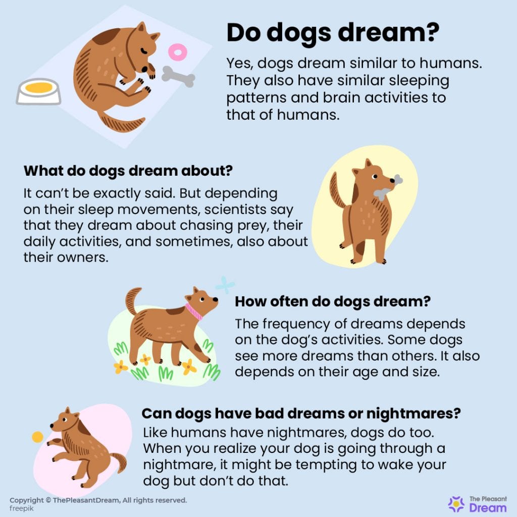 ¿Los perros sueñan? ¿Con qué sueñan los perros? ¡Aquí está tu respuesta!