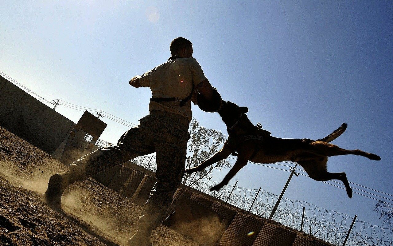 El Significado e Interpretación de Soñar con Mordeduras de Perro