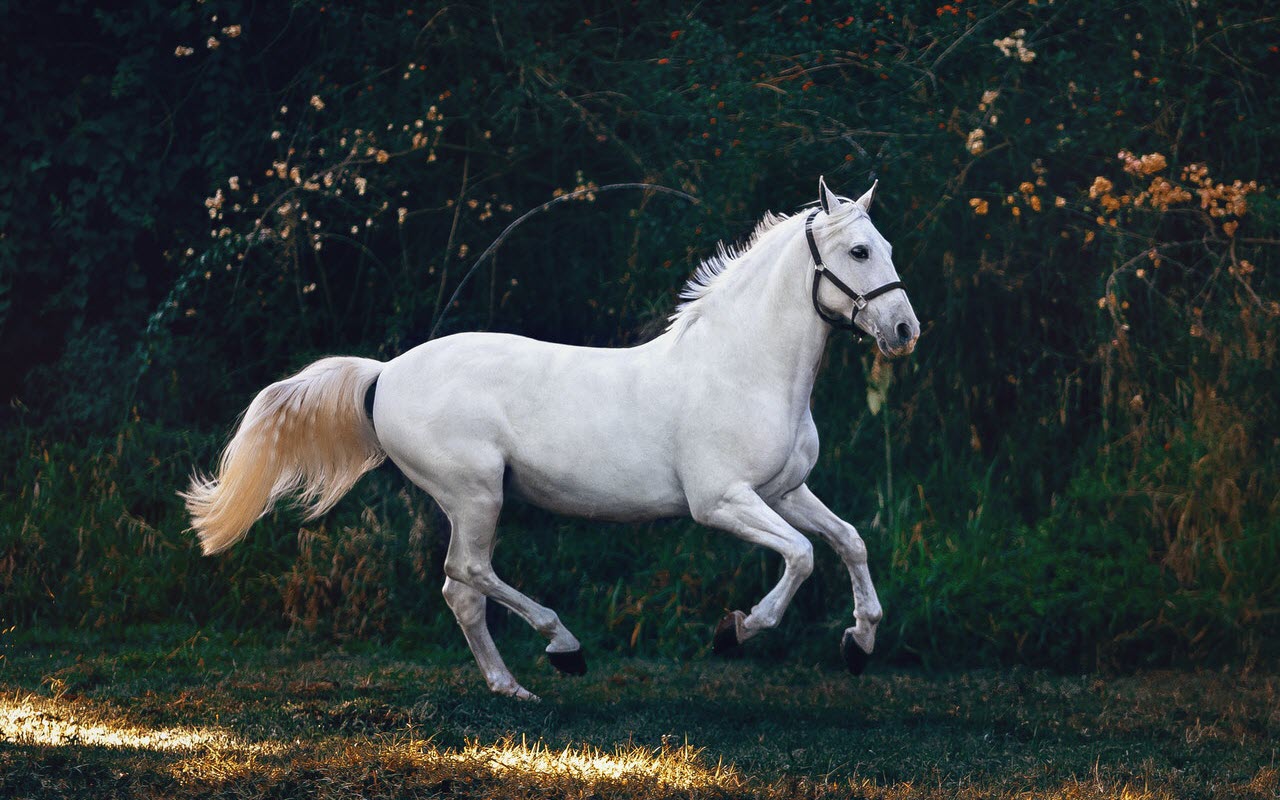 El Significado e Interpretación de los Caballos en los Sueños