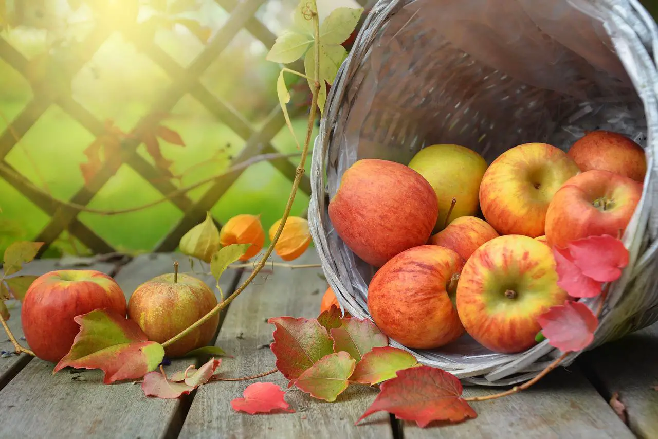 El Significado e Interpretación de los Sueños con Manzanas