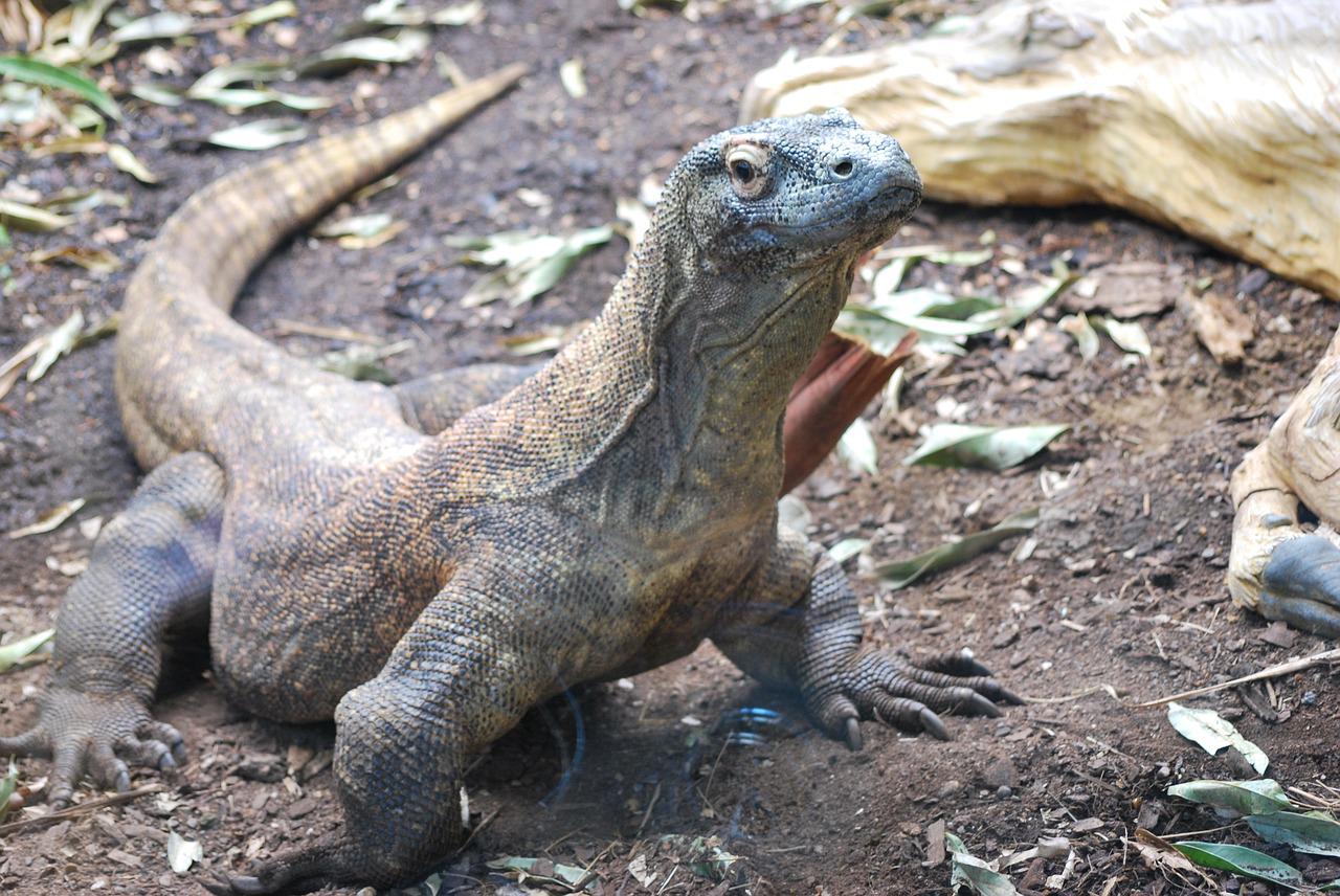 El Significado y la Interpretación de los Sueños del Dragón de Komodo El Significado y la Interpretación de los Sueños del Dragón de Komodo