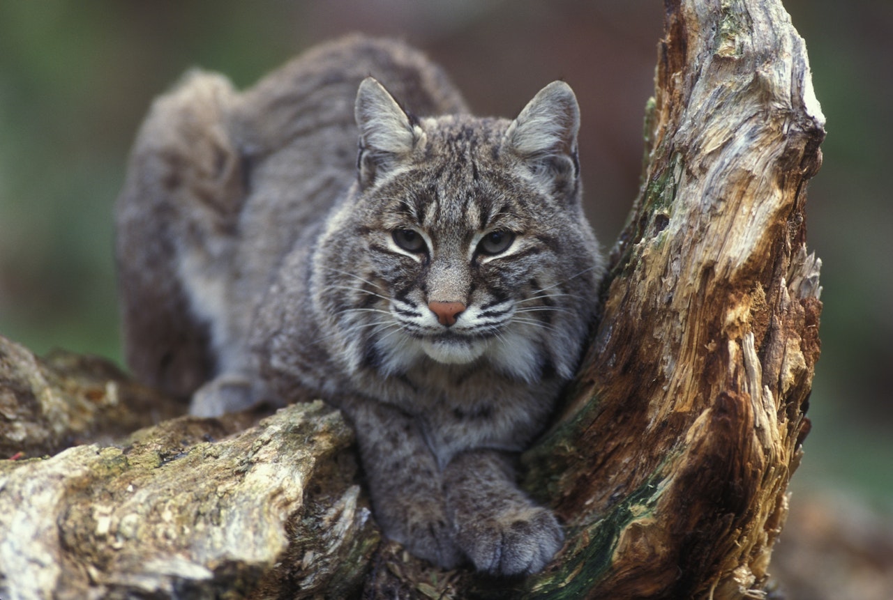 El significado y la interpretación de los sueños de gatos monteses