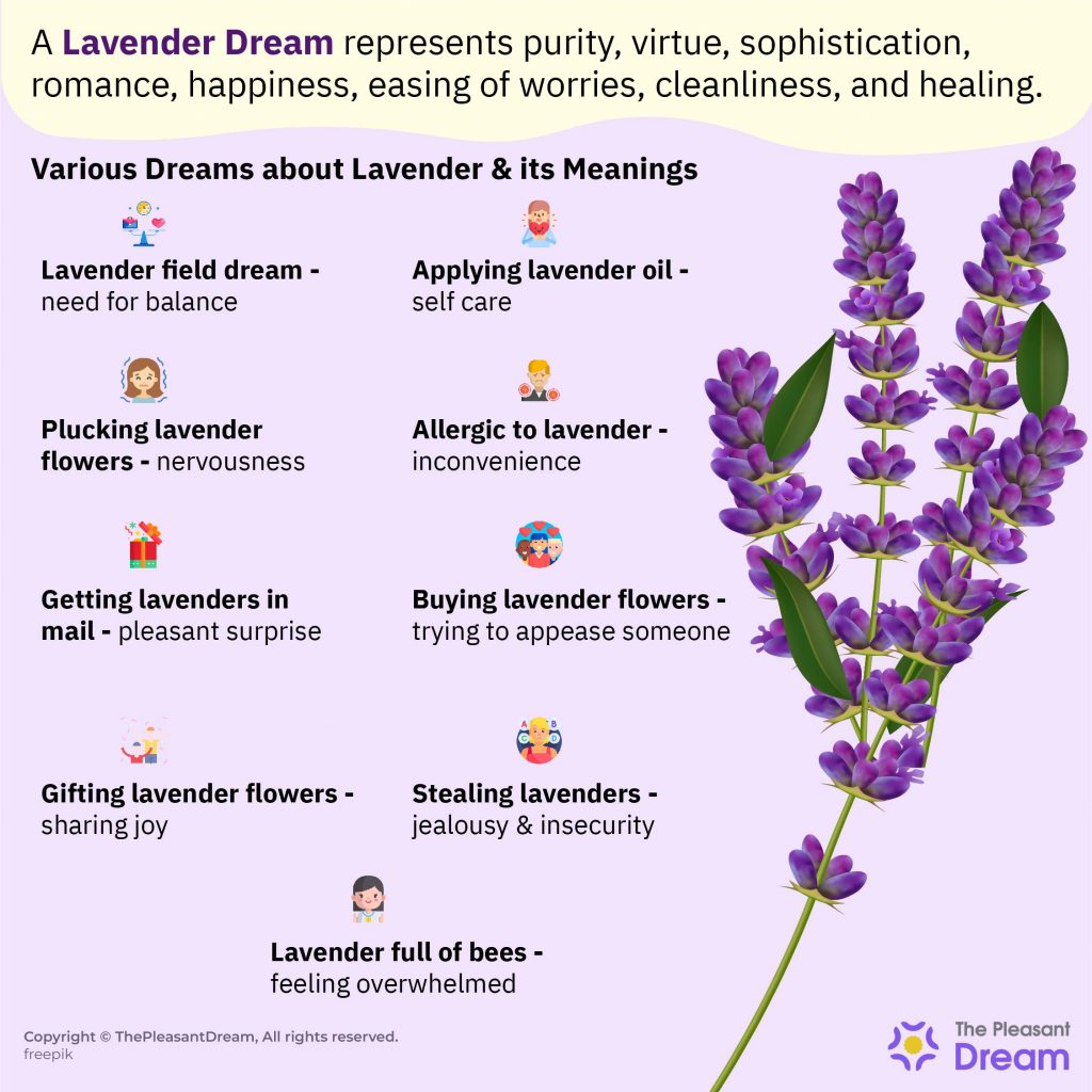 Significado de Soñar con Lavanda – ¿Está Asociado con la Pureza y el Romance?