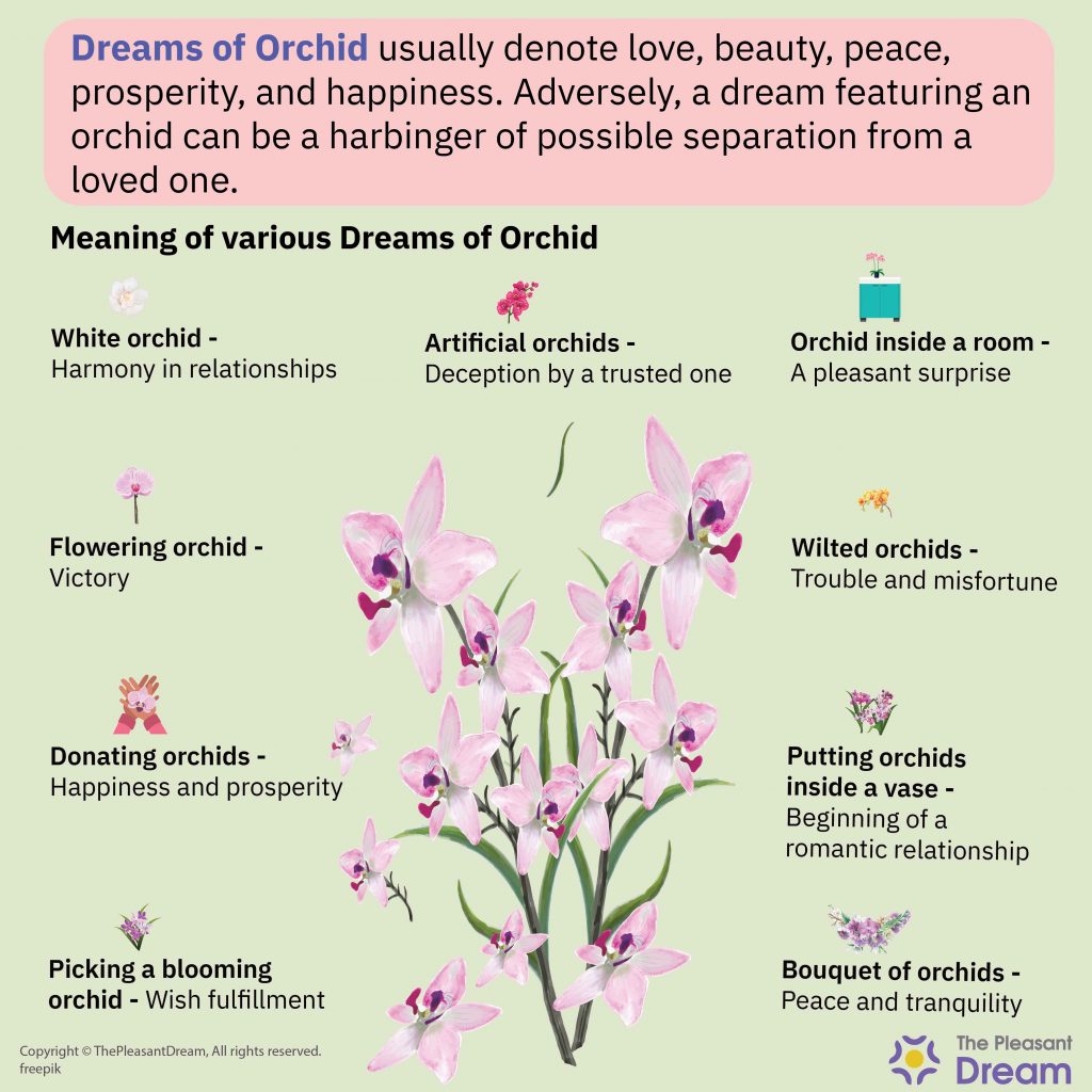 Significado de Soñar con Orquídea – 67 Tipos con Significados
