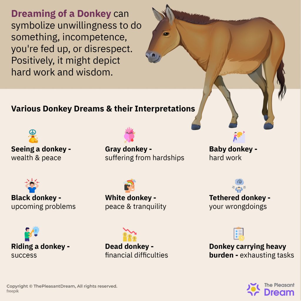 Soñar con un burro: 60 tipos y sus interpretaciones