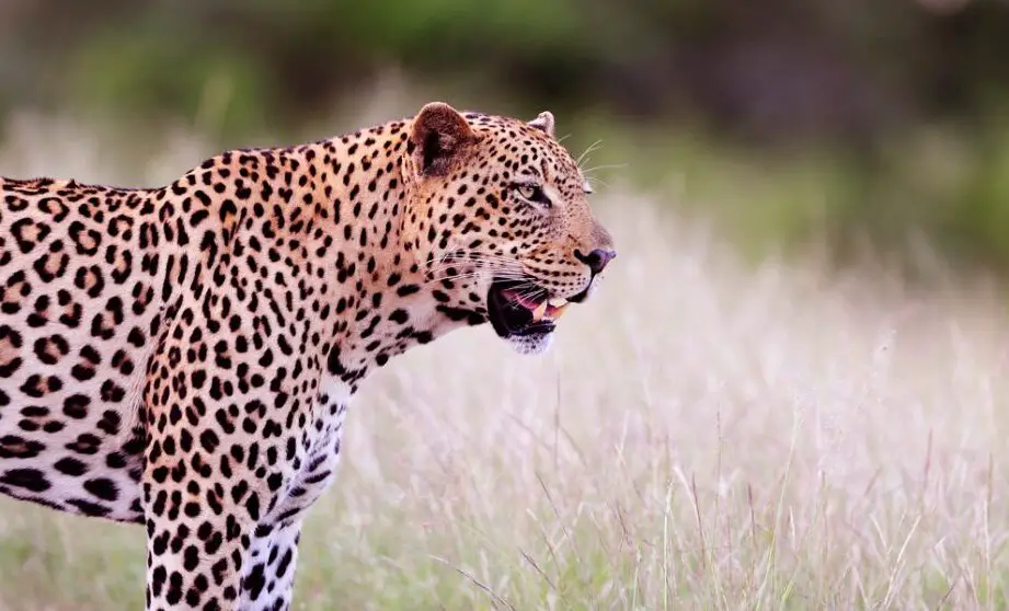 25 Significado de los sueños con leopardo e interpretaciones espirituales