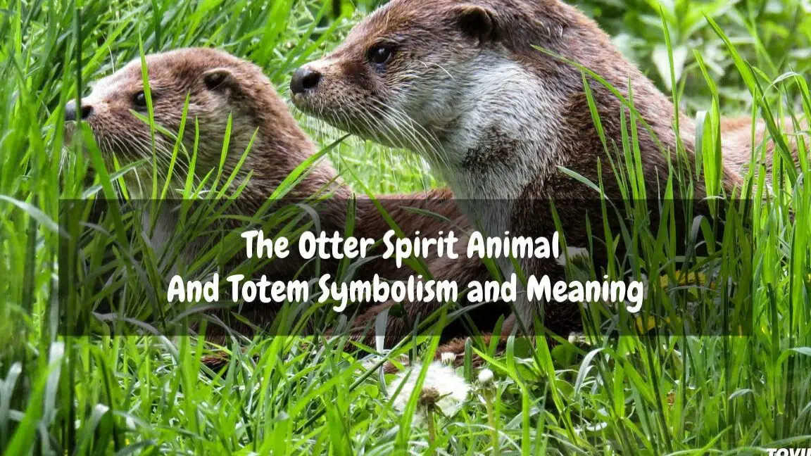 Significado espiritual y simbolismo de una nutria |