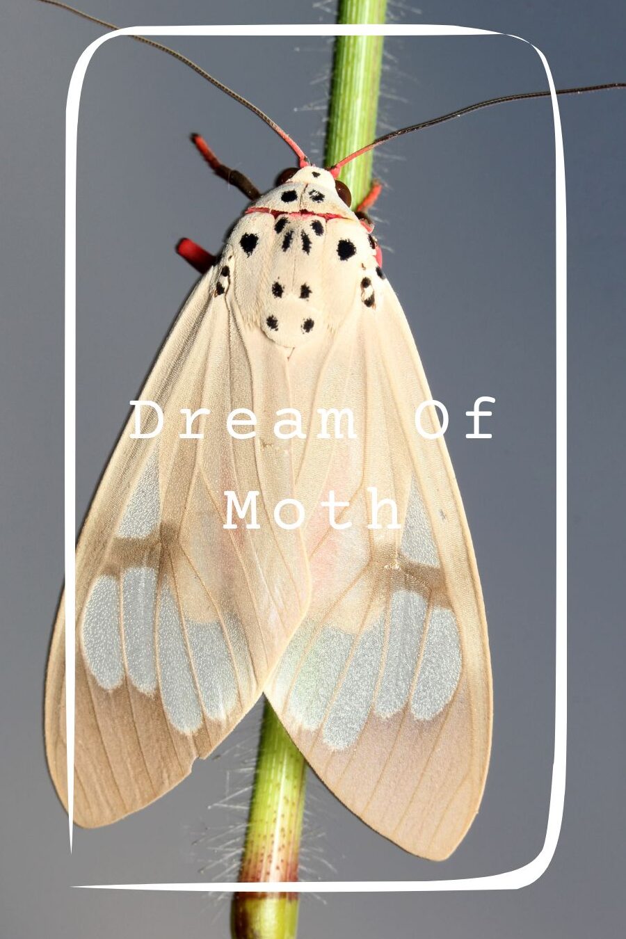 12 significados de soñar con polilla