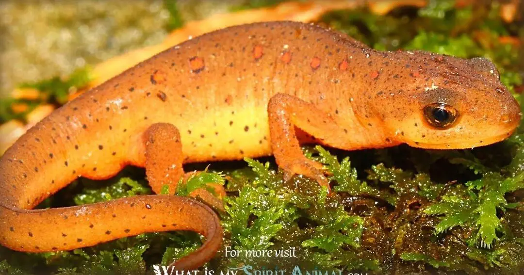 Simbolismo y significado del tritón |