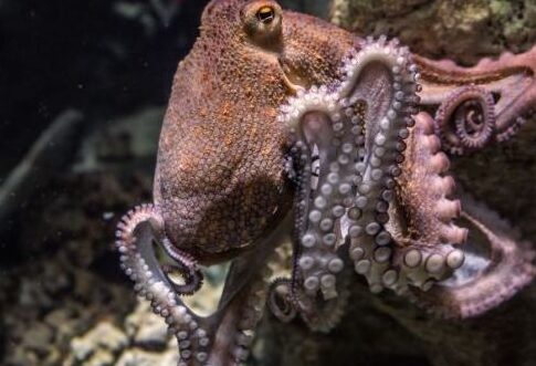 Significado de los sueños con pulpo |