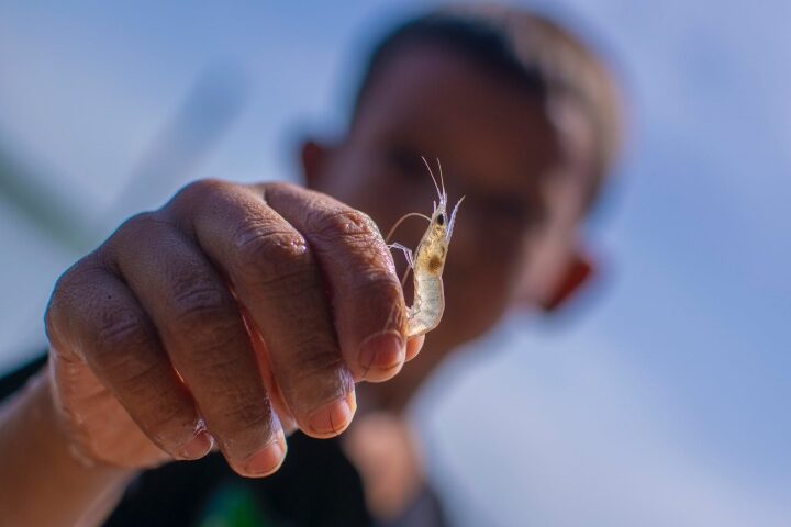 El Significado e Interpretación de Soñar con Camarones Explorando el significado detallado de los sueños con camarones - Dreamseveryone.com