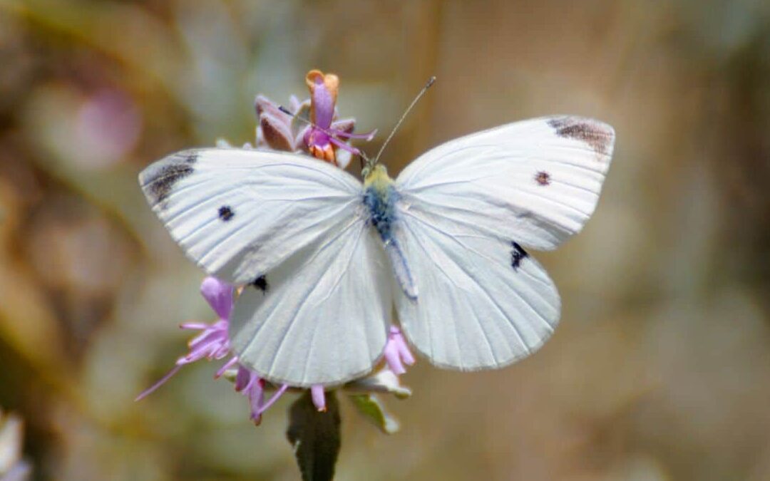 Supersticiones sobre mariposas: simbolismo y significados |
