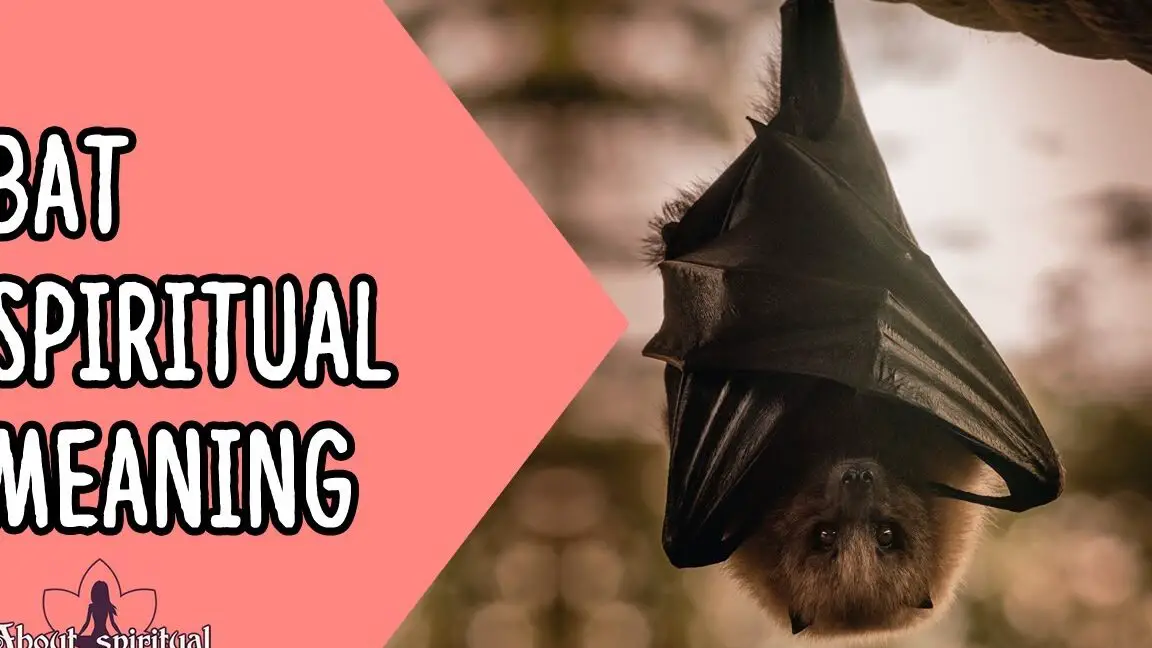 Simbolismo del murciélago y significados espirituales de un animal espíritu murciélago |