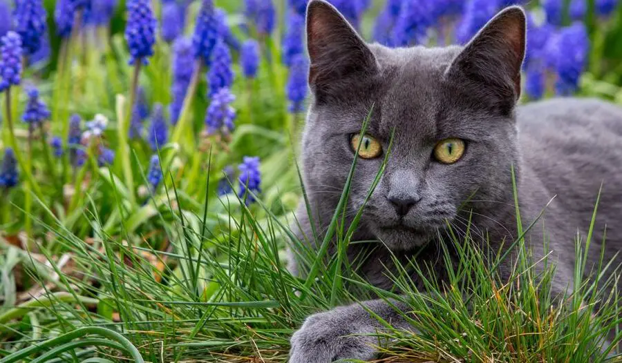 Los significados ocultos: decodificando el simbolismo del gato
