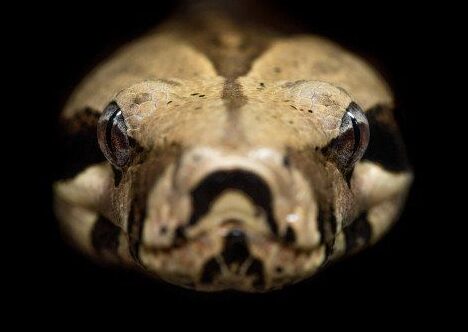 El significado y simbolismo de los sueños con serpientes |