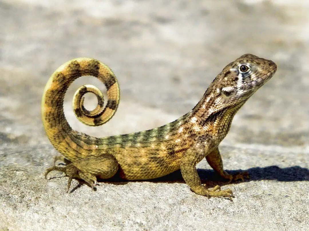 ¿Qué significa cuando sueñas con un lagarto?