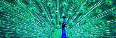 ¿Qué simboliza una pluma de pavo real?