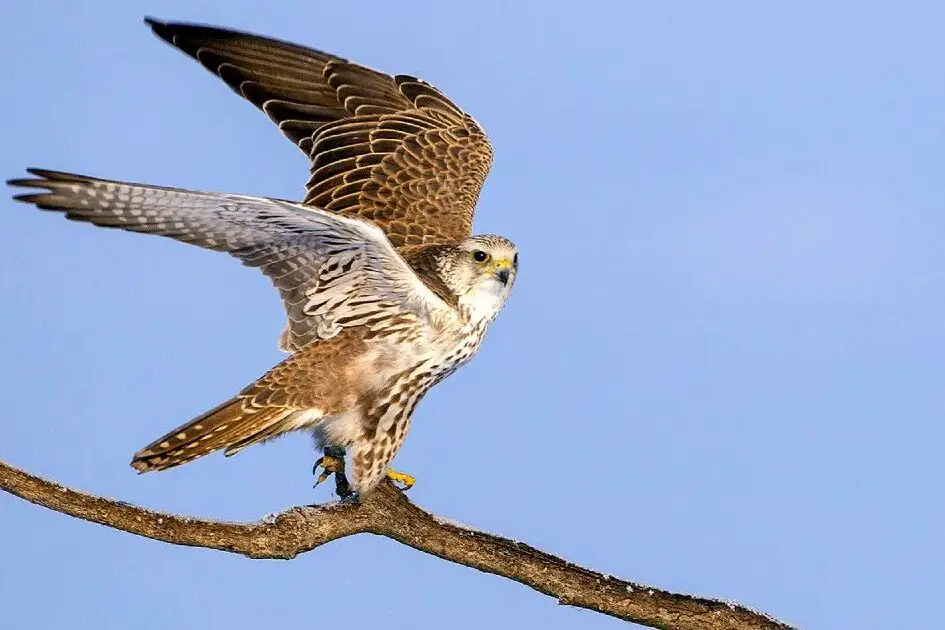 El turul, es decir, el halcón peregrino, se convirtió en el ave del año...