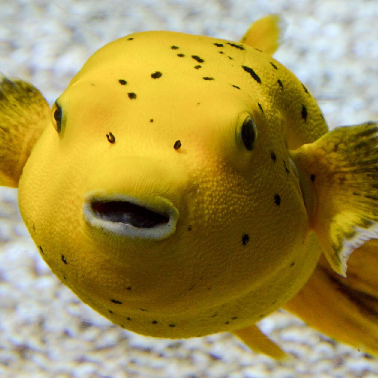 Sueños con pescado: ¿qué significan?