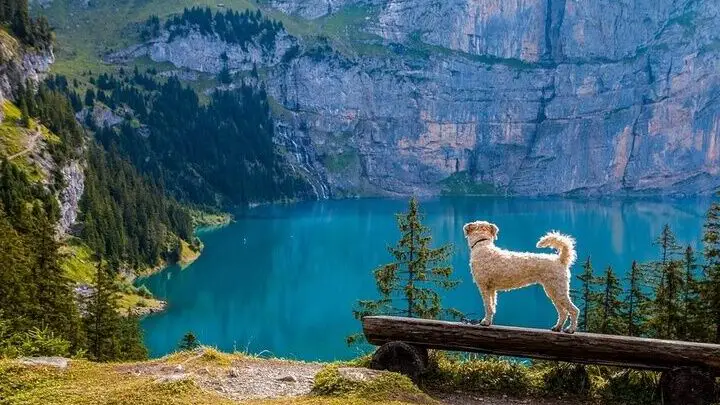 11 significados de los sueños con perros: espiritual, perro que muerde, perro amigable...