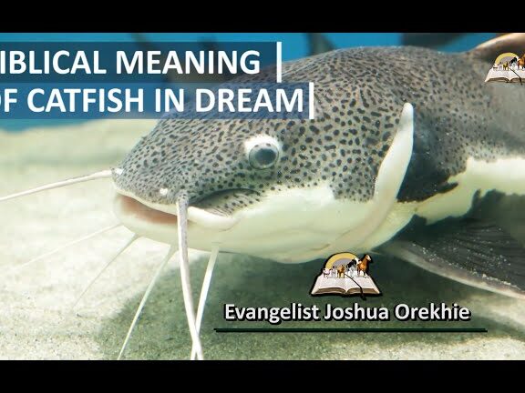 Significado bíblico del BAGRE en sueños - Dream About Bagre - YouTube