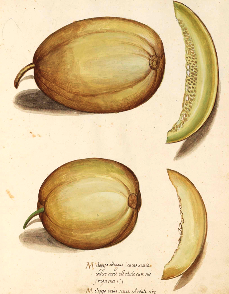 Guarda Melones y Modernidad: Sueños, Ciencia y Estiércol...