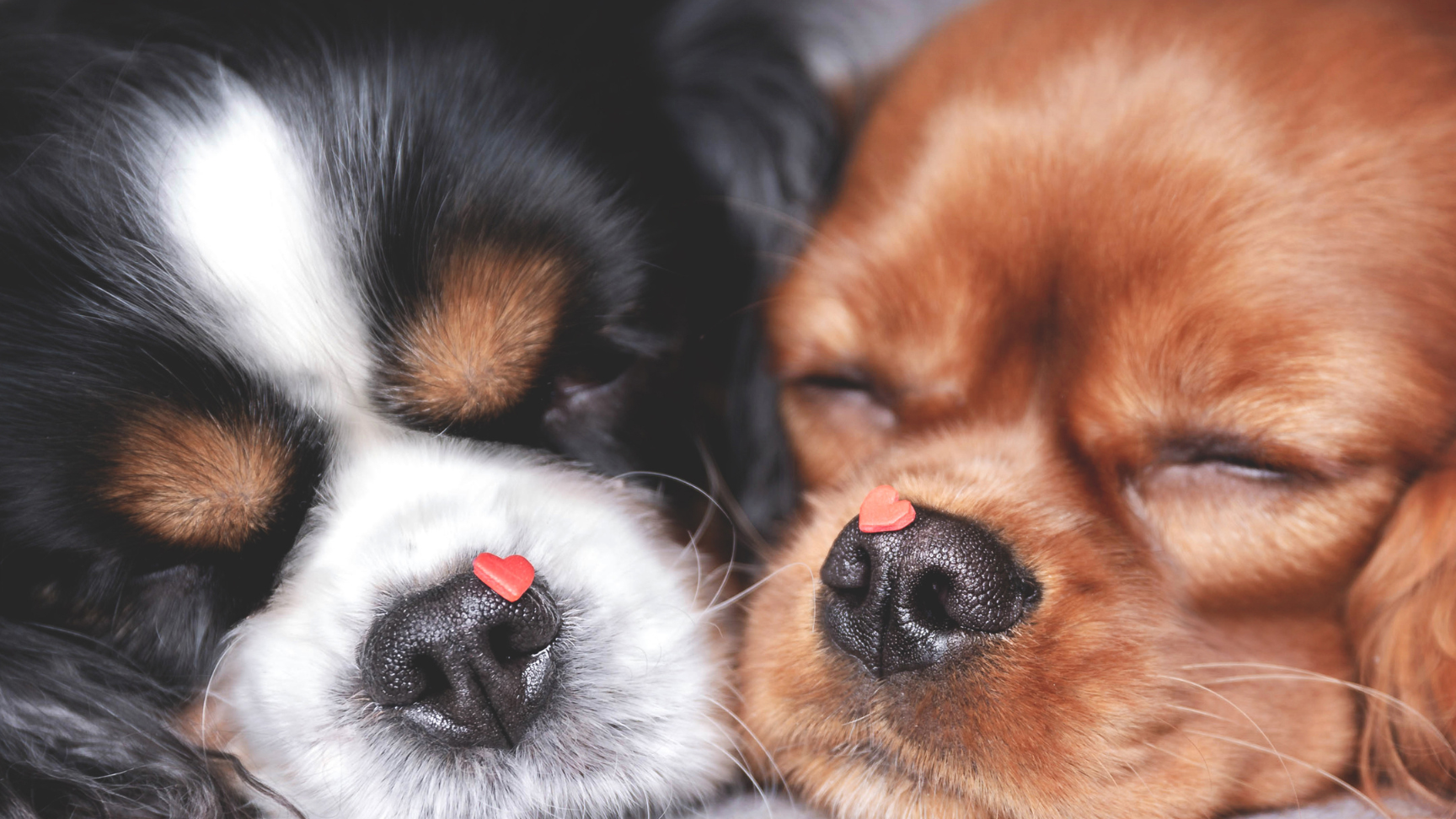 ¿Pueden los perros tener pesadillas?