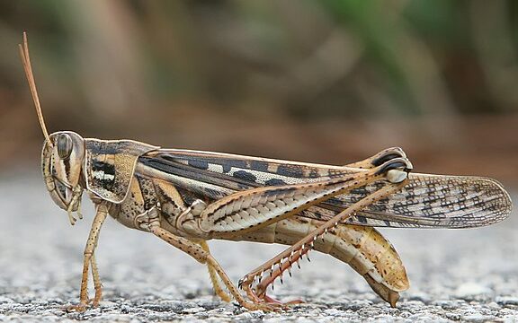 Saltamontes - Wikipedia