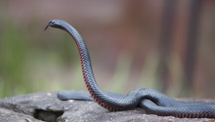 Información de la serpiente