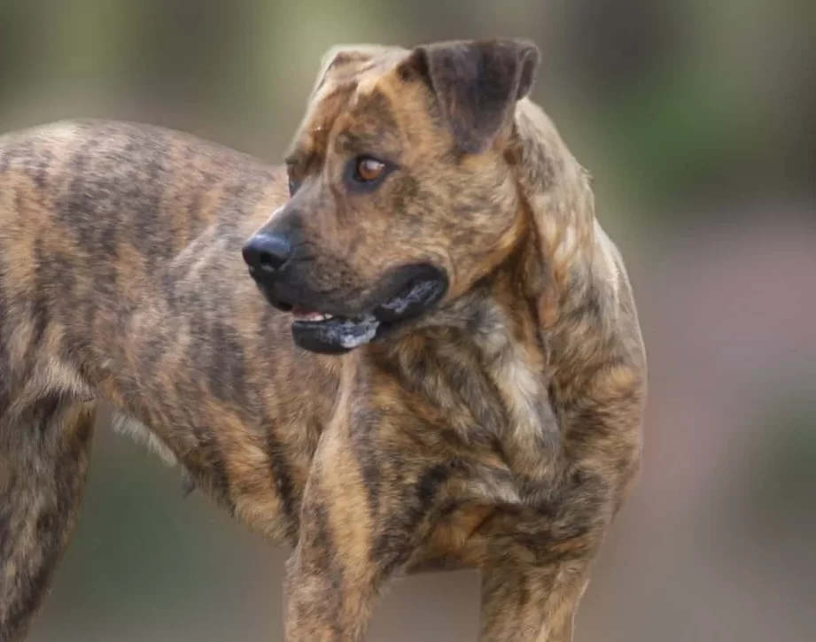 Revelando el simbolismo y el significado de los perros - Spirit Animal Totems