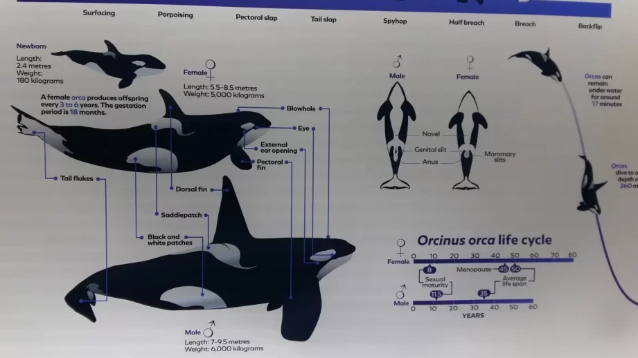 Sueños con Orcas – 25 Tipos y sus Interpretaciones