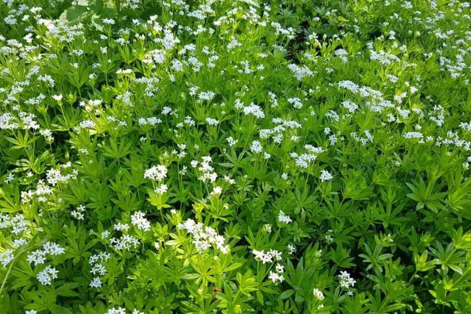 13 cubiertas de suelo con flores blancas
